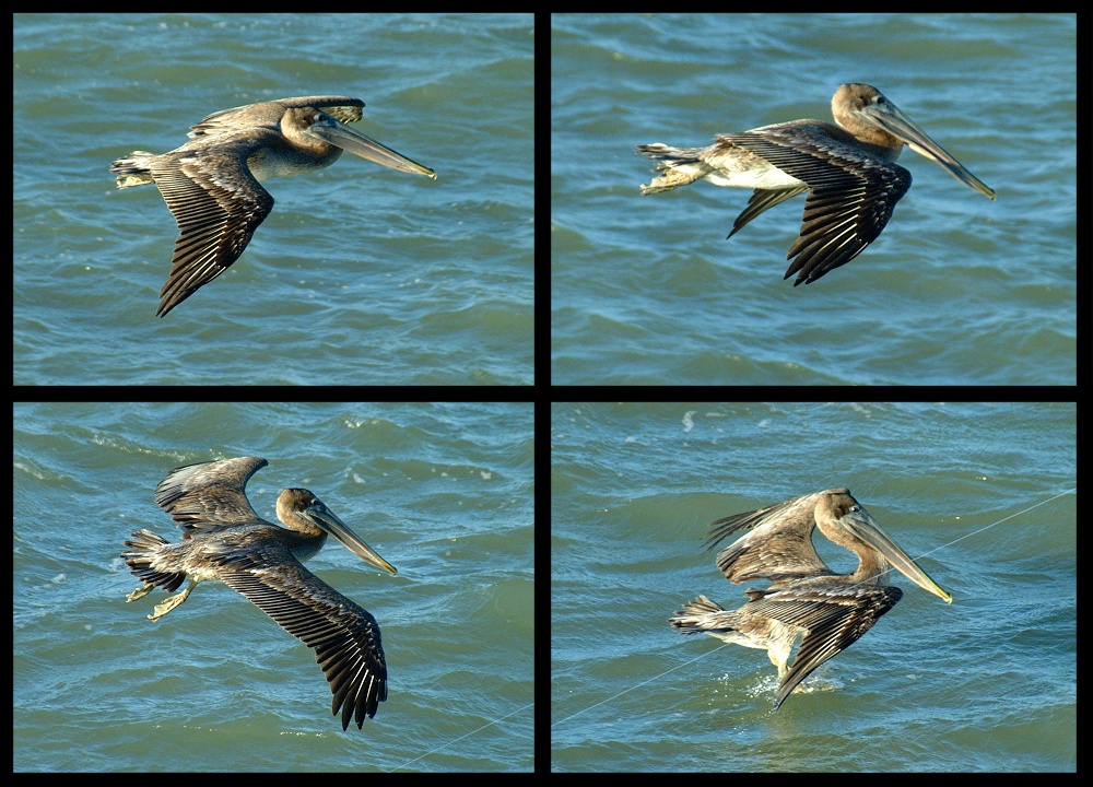 (53) pelican montage.jpg   (1000x720)   328 Kb                                    Click to display next picture